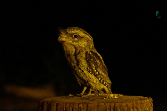 frogmouth